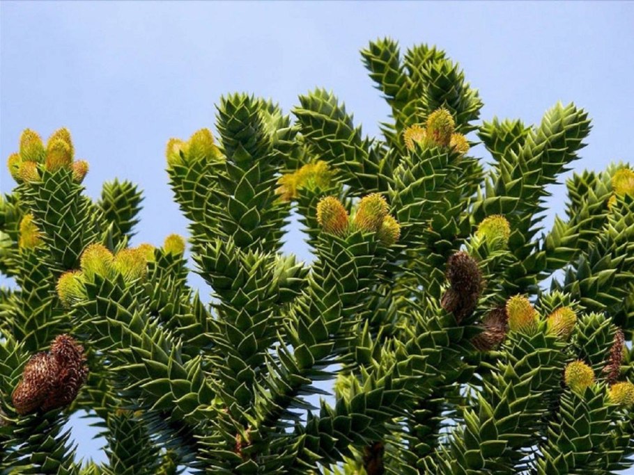 Араукария Чилийская