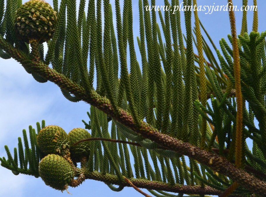 Араукария разнолистная Araucaria heterophylla