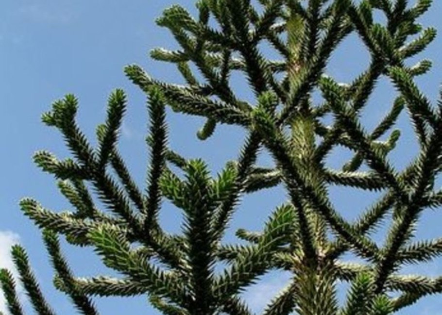Араукария Чилийская хвоя