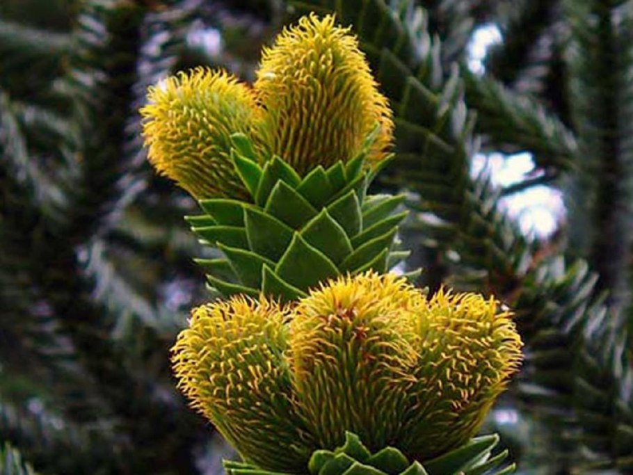 Араукария Чилийская