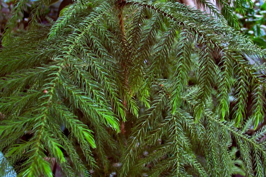 Араукария Чилийская