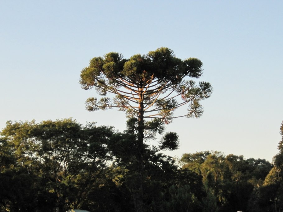 Araucaria angustifolia