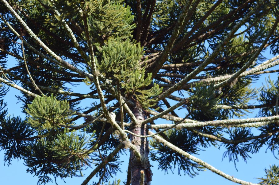 Дерево араукария Чилийская
