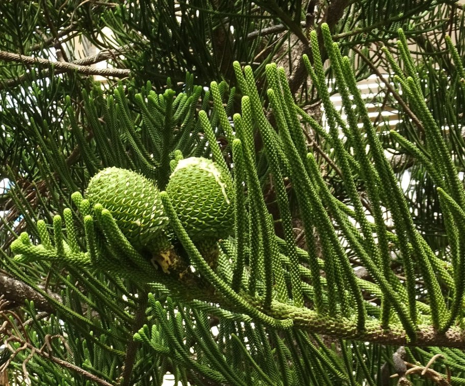 Араукария Чилийская