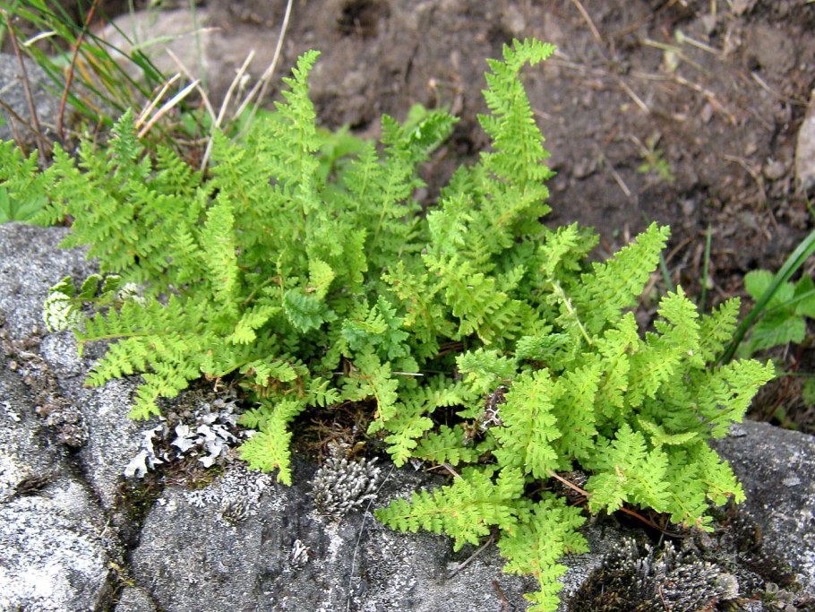 Вудсия Северная (Woodsia Ilvensis)