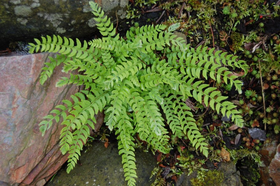 Вудсия многорядниковая Woodsia polystichoides