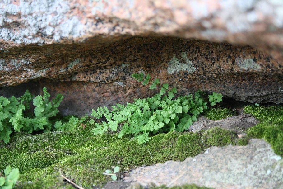 Вудсия Альпийская (Woodsia Alpina)