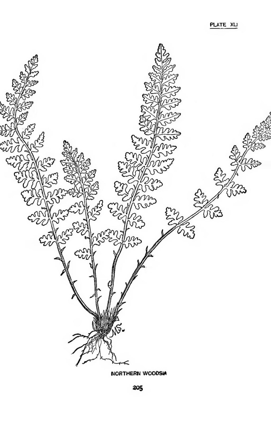 Вудсия эльбская