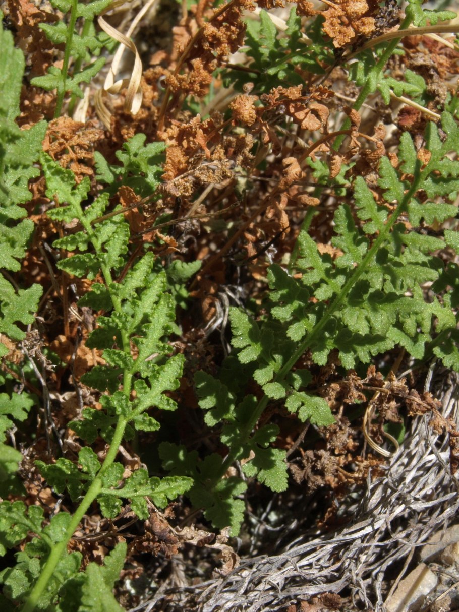 Папоротник вудсия