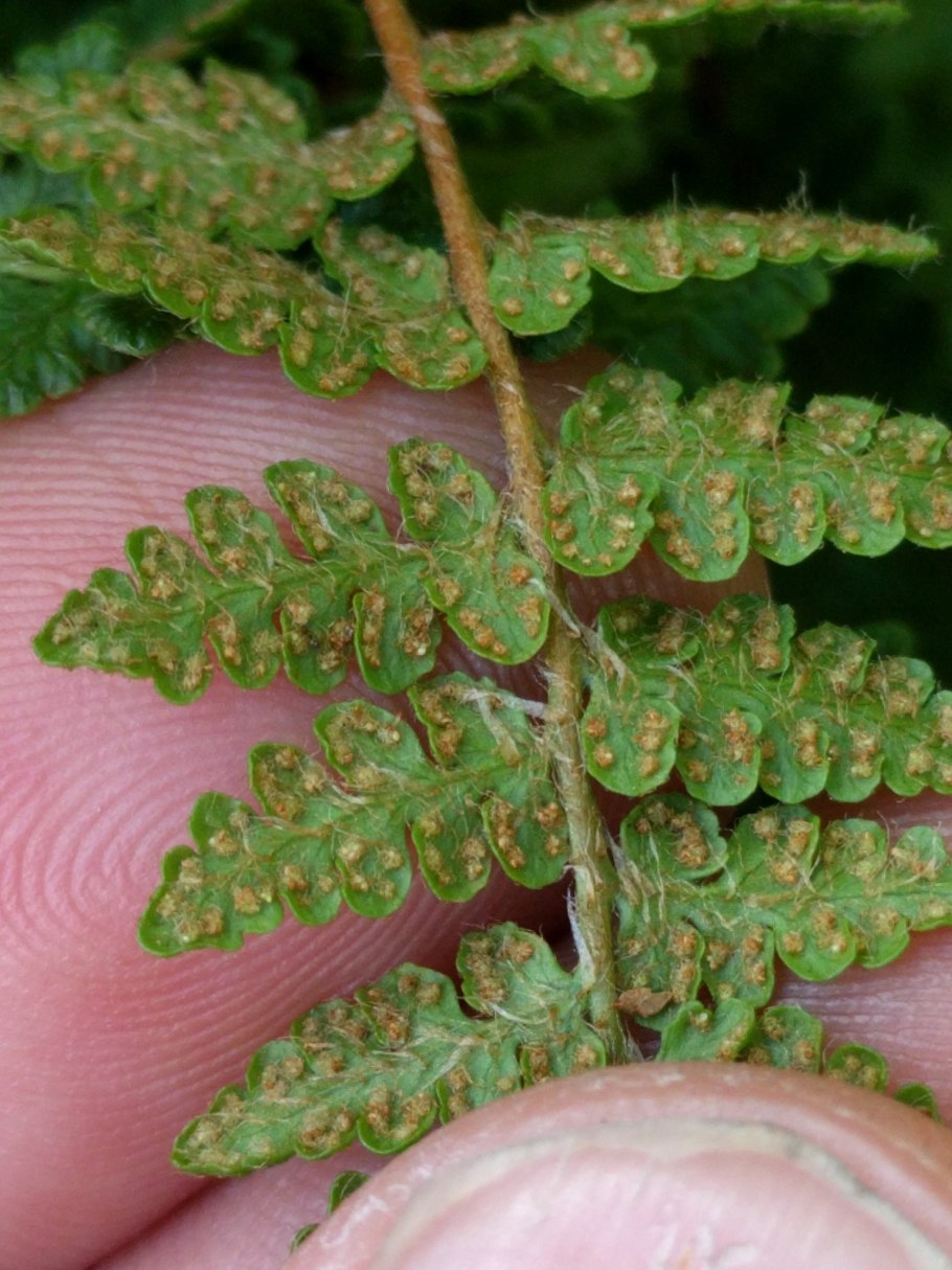Dryopteris filix mas