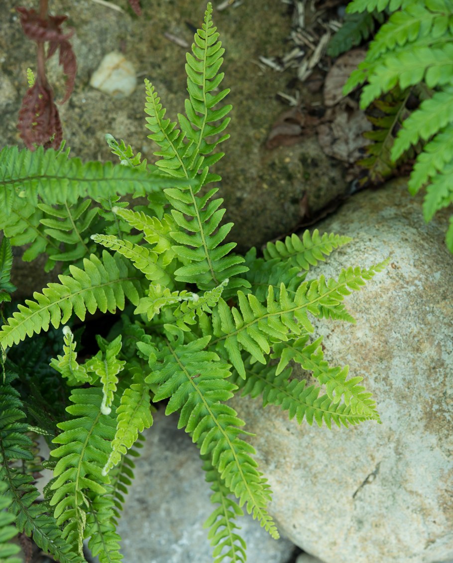 Папоротник Вудсия