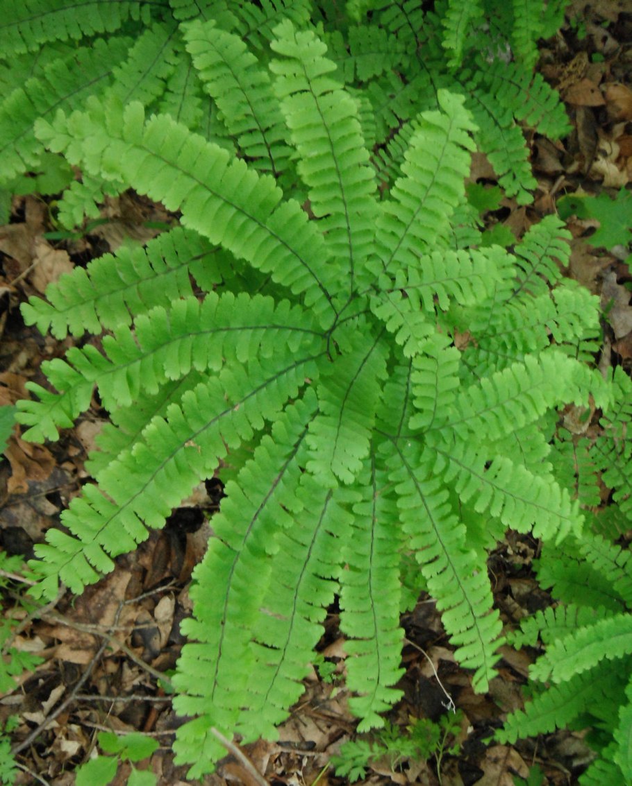 Папоротник адиантум стоповидный