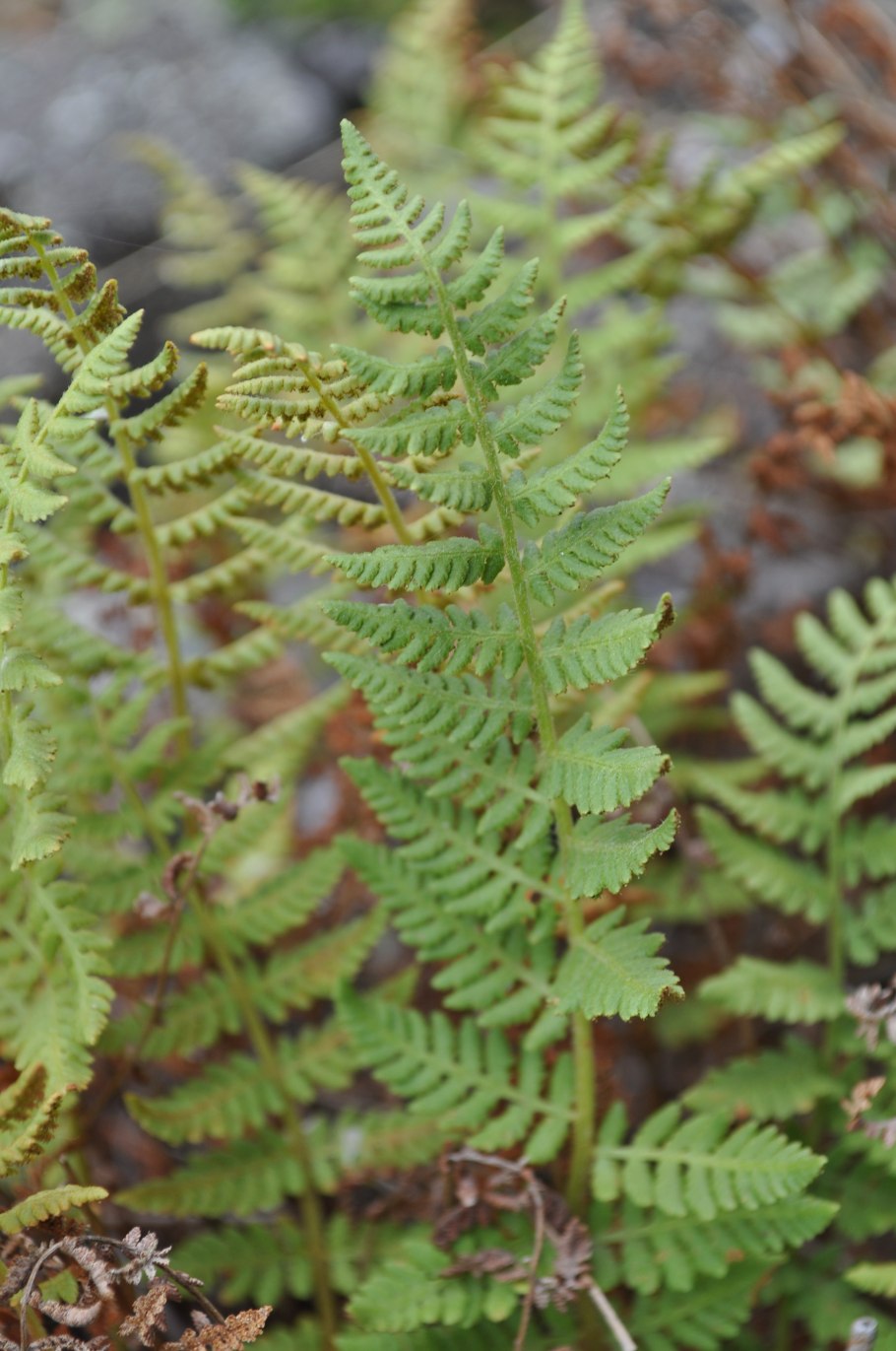 Woodsia obtusa