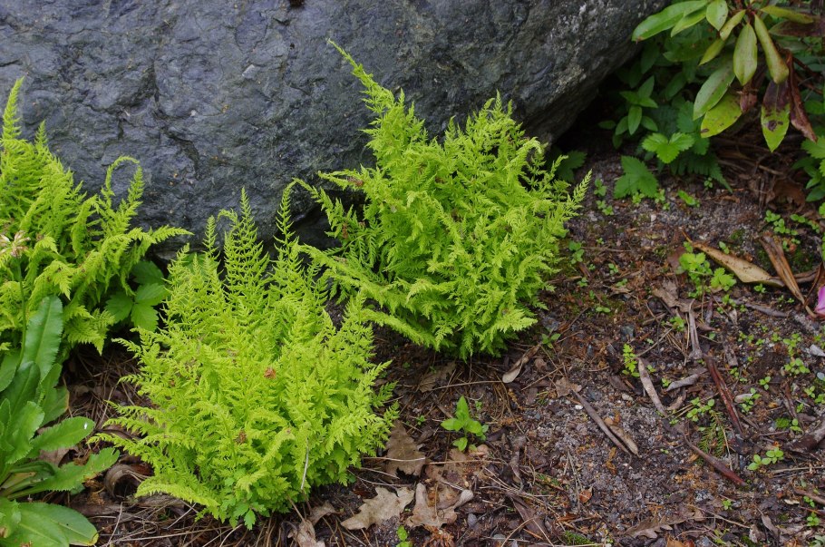 Щитовник криспа кристата