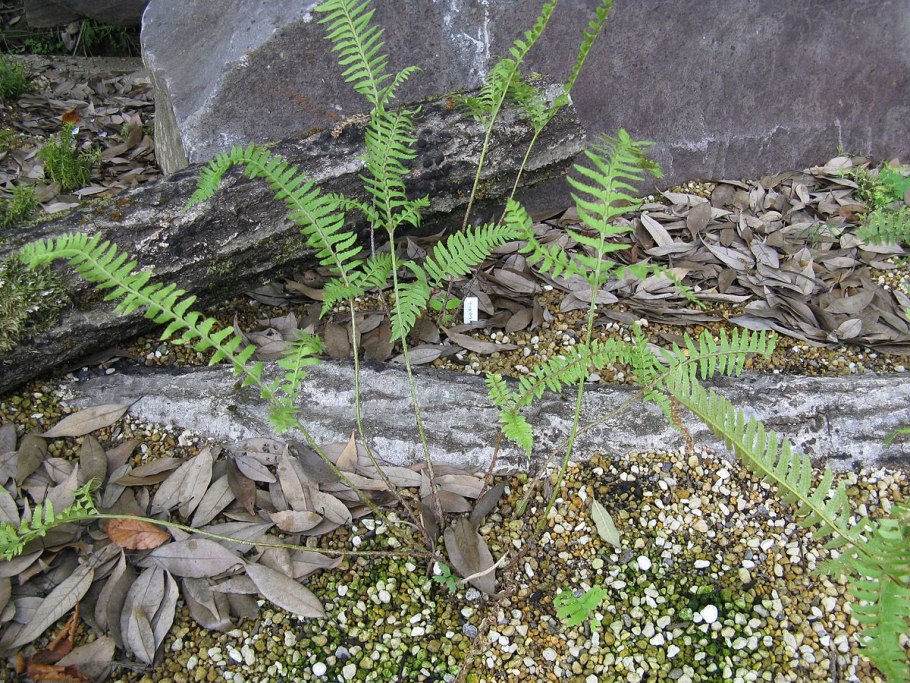 Polystichum tripteron