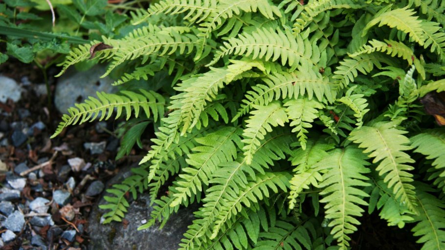 Папоротник вудсия северная