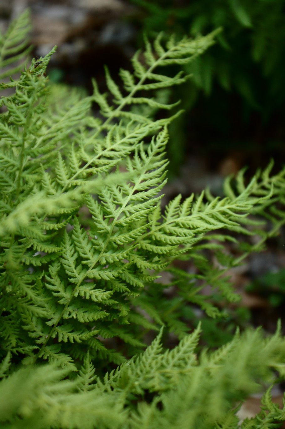 Вудсия Обтуса