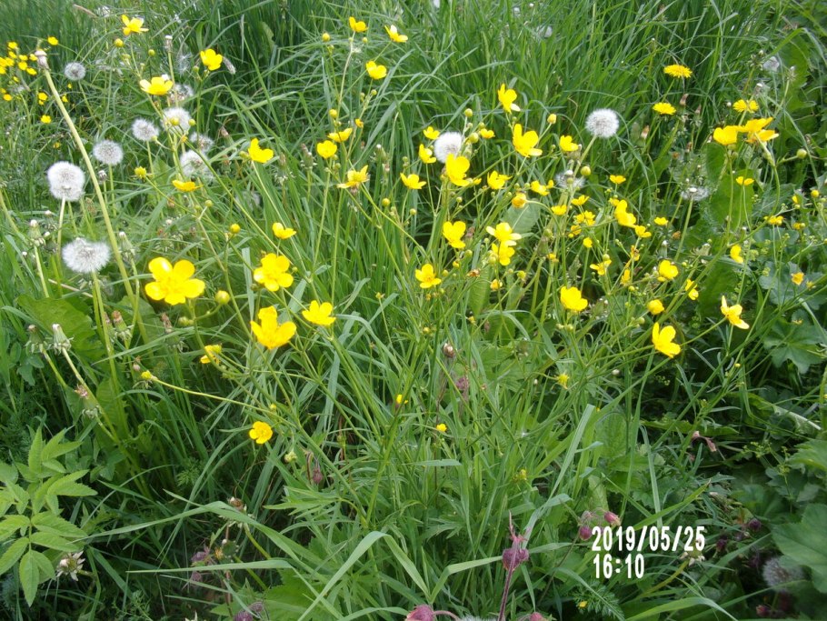 Лютик многоцветковый