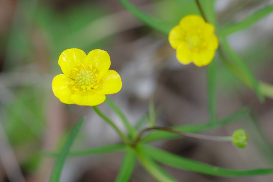 Лютик золотистый (Ranunculus auricomus l.)