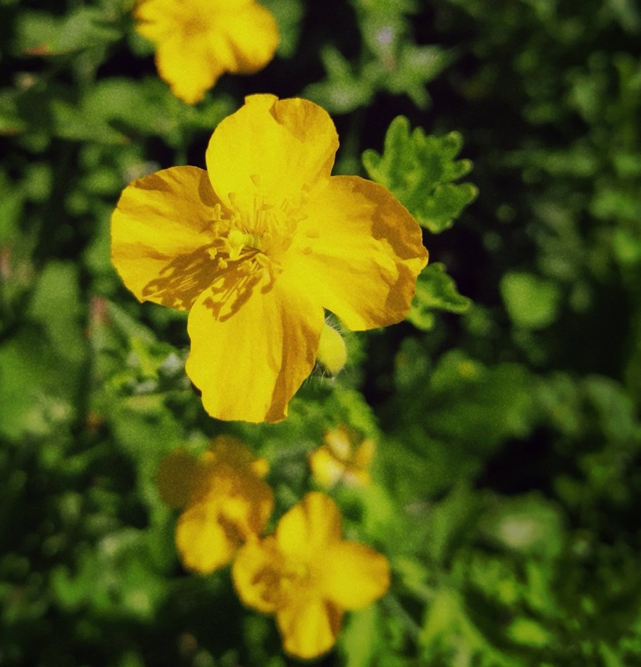 Лютик желтый