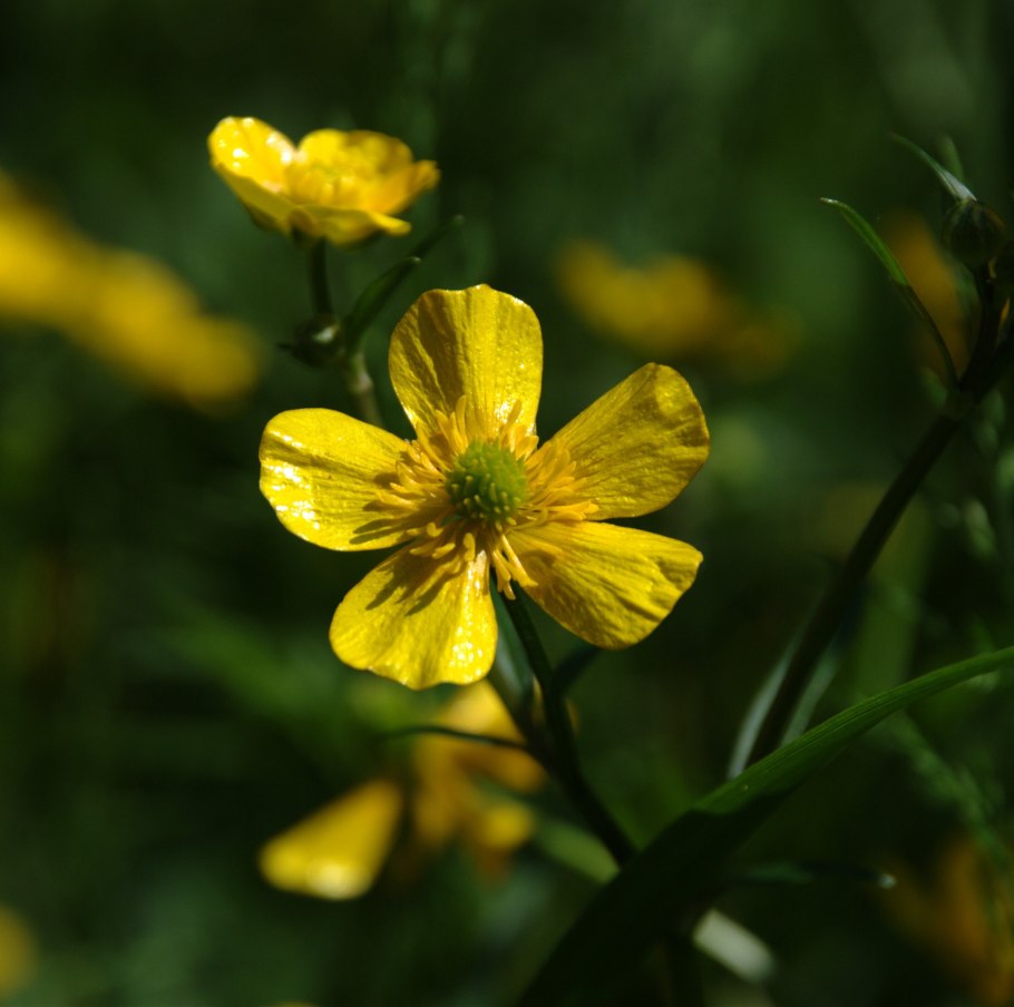 Лютик Лемон