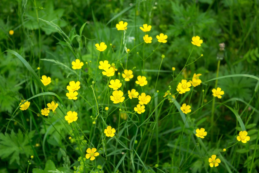 Калужница, едкий Лютик