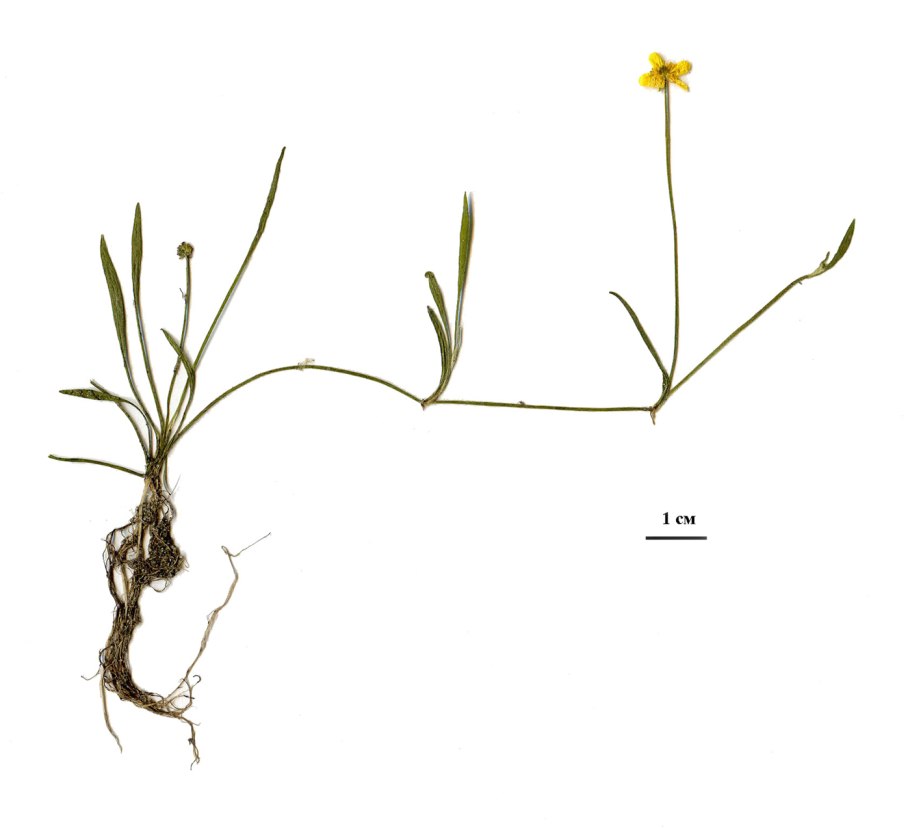 Частуха злаковая