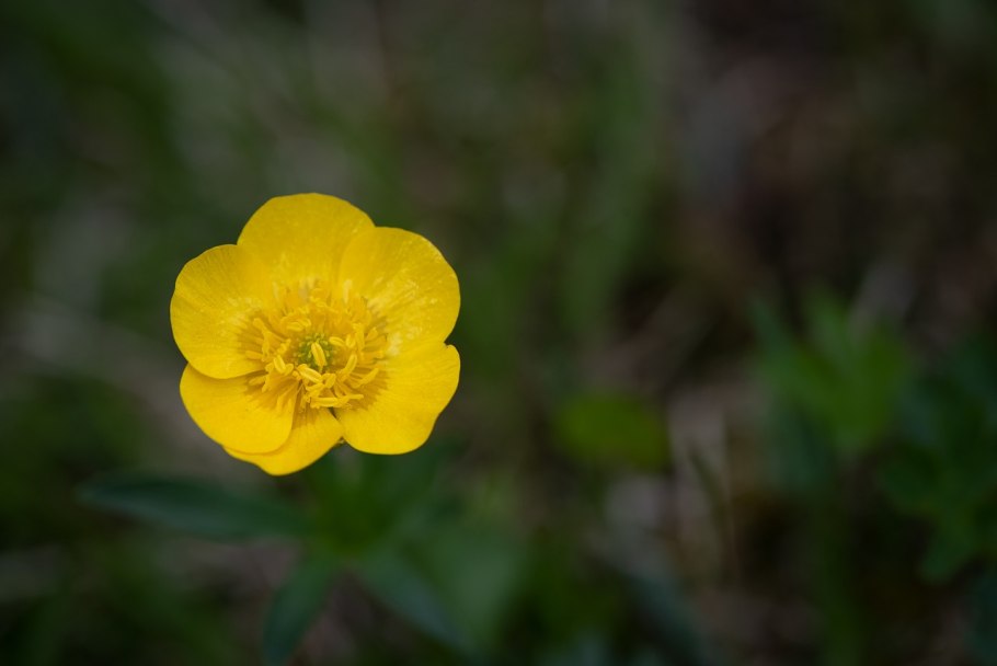 Лютик жгучий Прыщинец