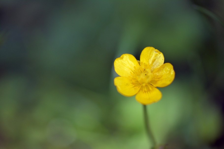 Лютик Прыщинец