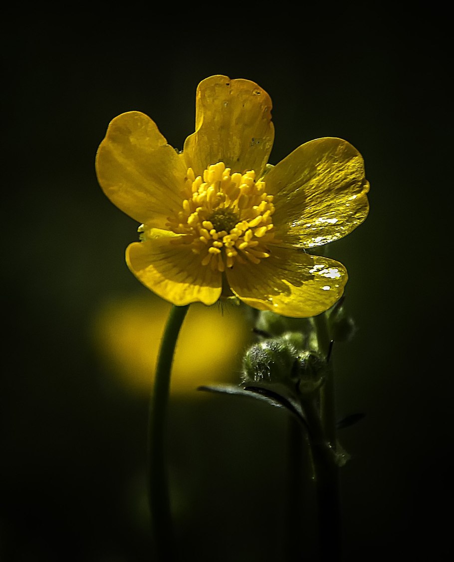 Лютик обыкновенный