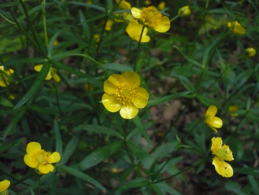 Ranunculus auricomus