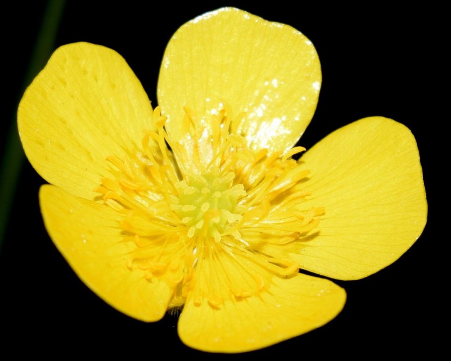 Лютик болотный ( ranúnculus)