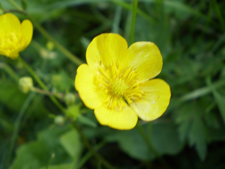 Лютик жгучий – Ranunculus flammula