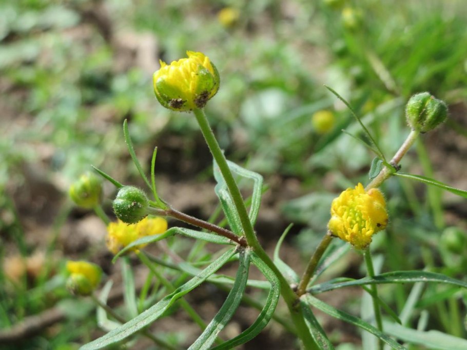 Ranunculus auricomus