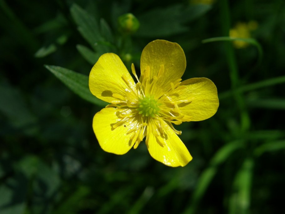 Растение лютик