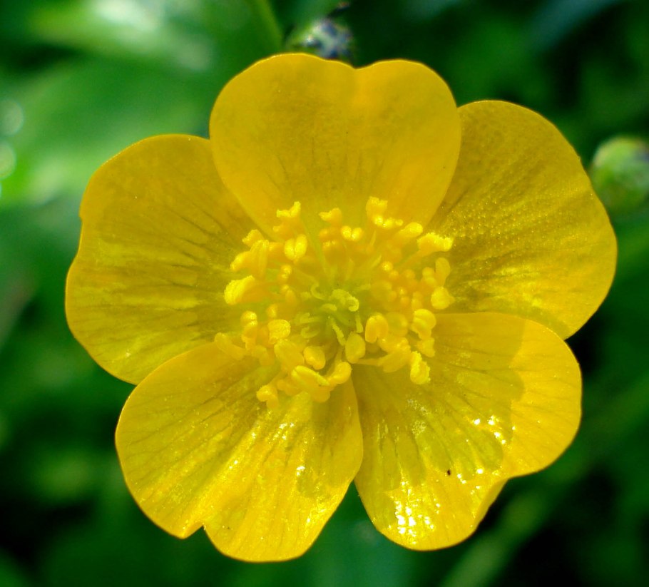 Ranunculus lanuginosus