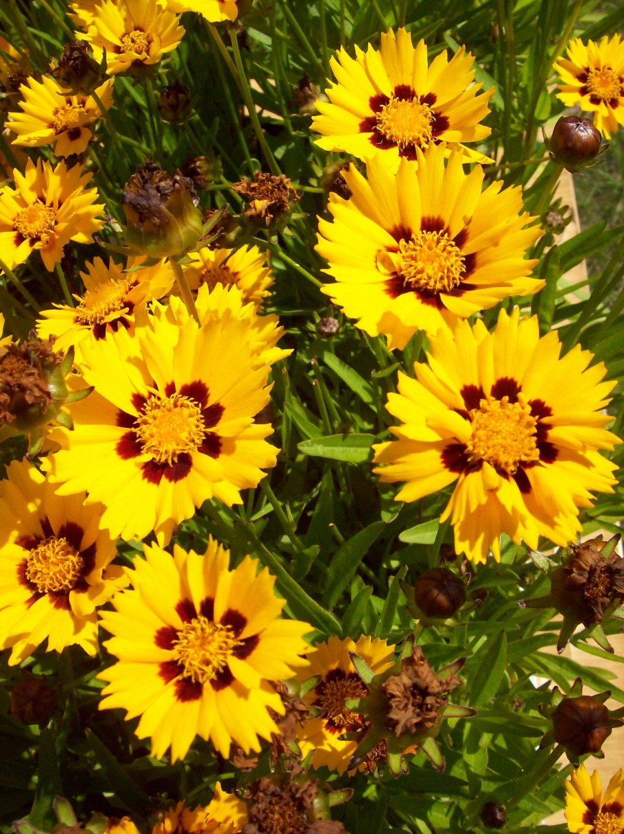 Кореопсис ланцетолистный