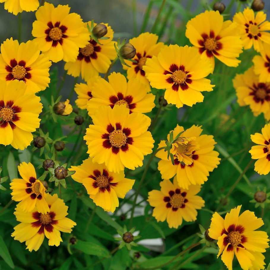 Кореопсис ланцетовидный Sterntaler