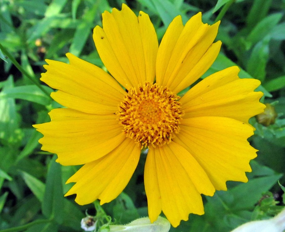 Кореопсис ланцетовидный лансливд