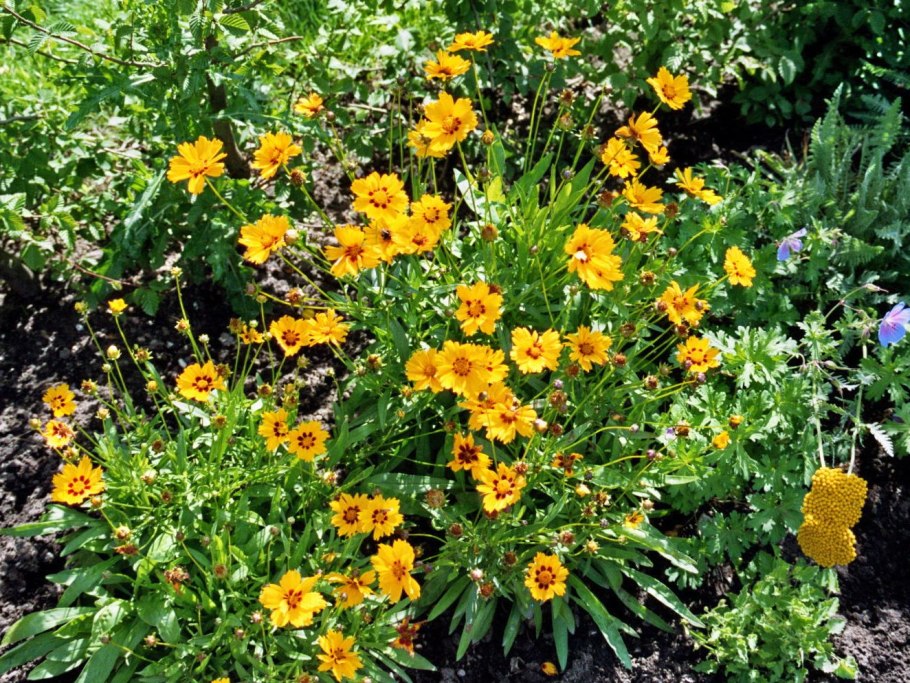 Кореопсис ланцетовидный Стенталер