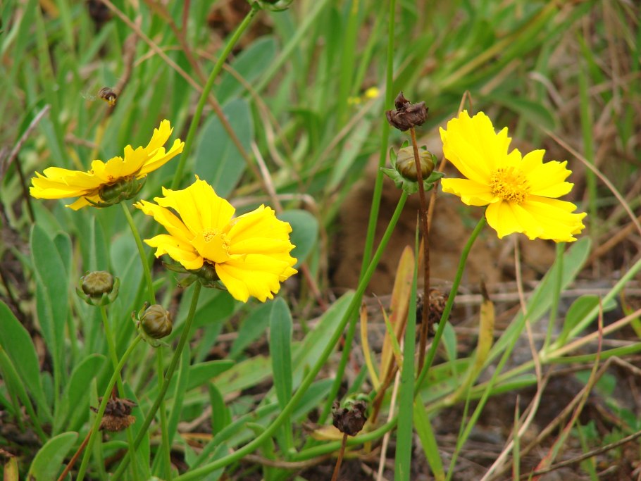 Coreopsis lanceolata