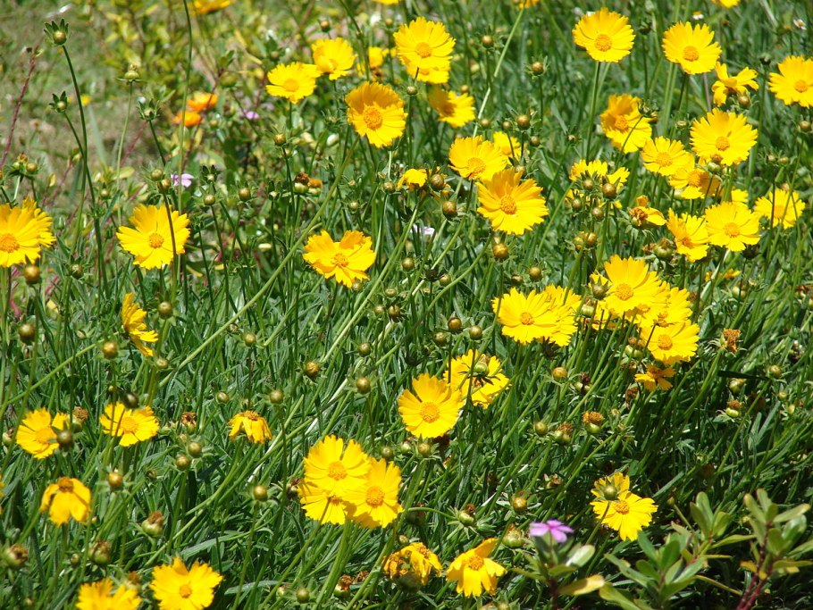 Кореопсис мутовчатый