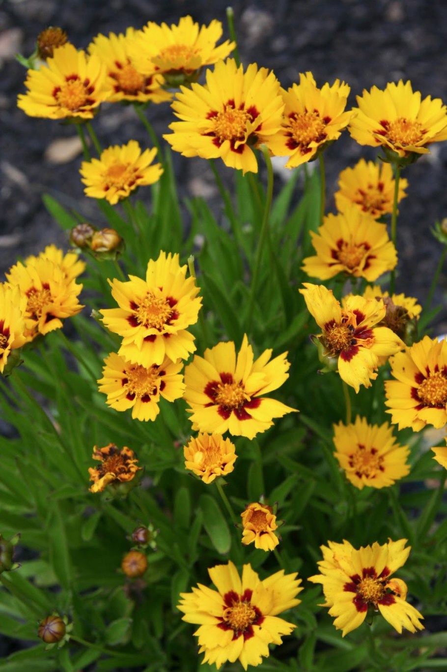 Кореопсис Санбурст