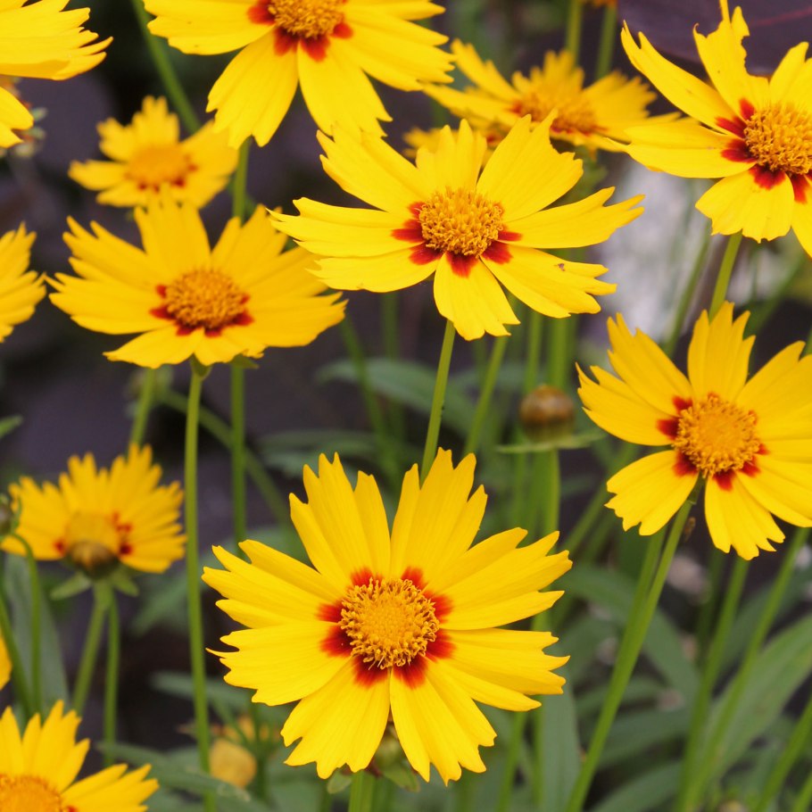 Кореопсис грандифлора