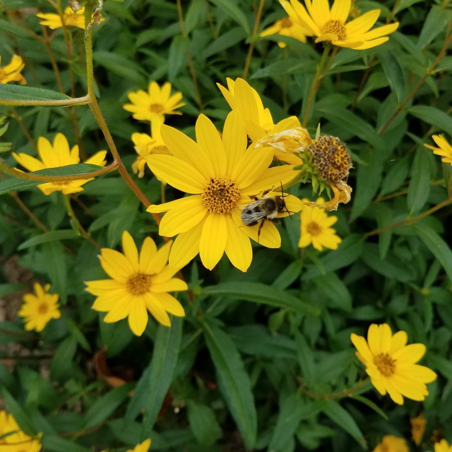 Кореопсис ланцетовидный (Coreopsis lanceolata l.)