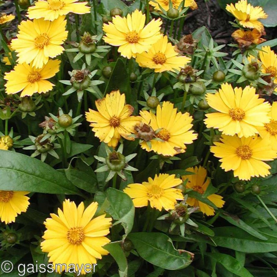 Кореопсис крупноцветковый