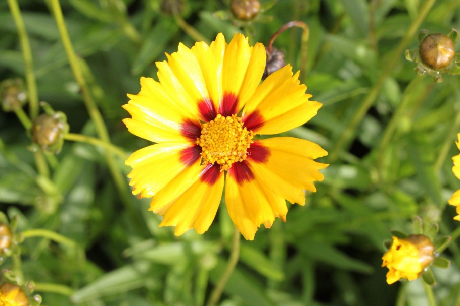 Кореопсис Толл клумба