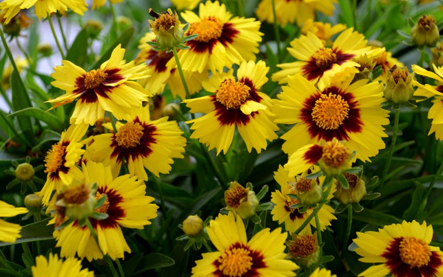 Кореопсис цветок