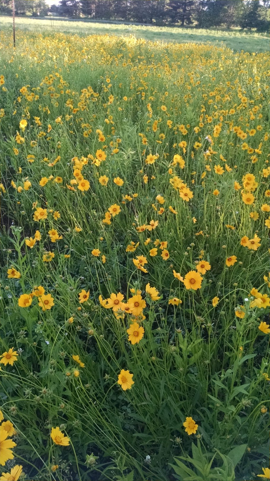 Coreopsis lanceolata