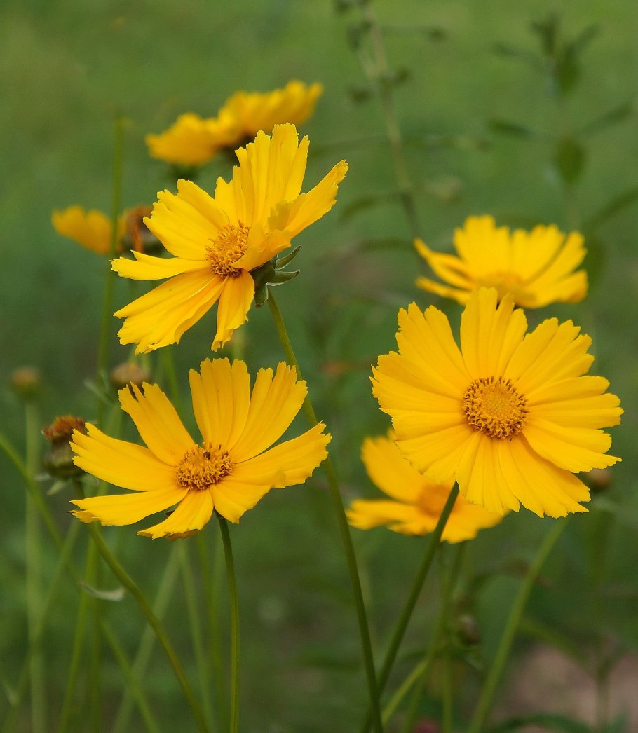 Кореопсис Санбарст